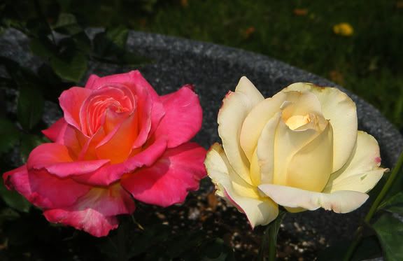 Granada/Garden Party